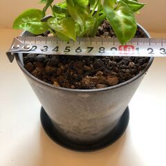 シンゴニウム　ミニ観葉植物　受皿付きの画像