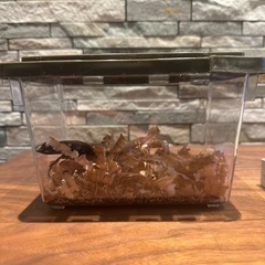 オオクワガタ　75.7mm  オスの画像