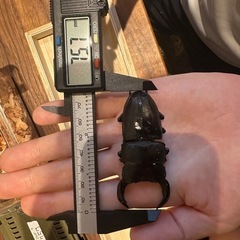 オオクワガタ　75.7mm  オスの画像