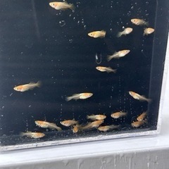 メダカ　プラチナ牡丹　若魚　20匹の画像