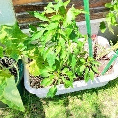 野菜の画像