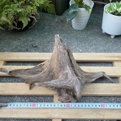 流木 アクアリウム　No.1の画像