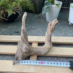 流木 アクアリウム　No.1の画像