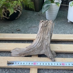 流木 アクアリウム　No.1の画像