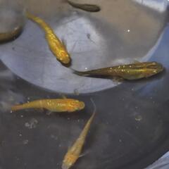 オリジナルメダカ　ヒレ長メダカ　F1　幼魚(10mm以上)の画像