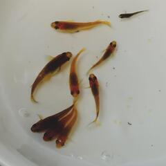 オリジナルメダカ　ヒレ長メダカ　F1　幼魚(10mm以上)の画像