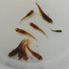 オリジナルメダカ　ヒレ長メダカ　F1　幼魚(10mm以上)の画像