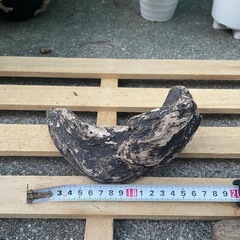 流木 アクアリウム No.2の画像