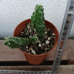 多肉植物 ガーデニングの画像