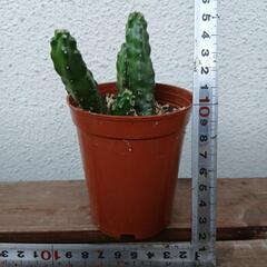 多肉植物 ガーデニングの画像