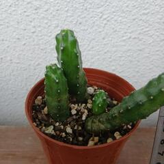 多肉植物 ガーデニングの画像
