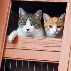 要らないキャットフードがあったらください！