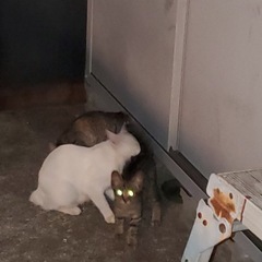 要らないキャットフードがあったらください！ - 尾道市