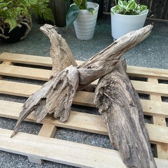 流木 アクアリウム No.3の画像