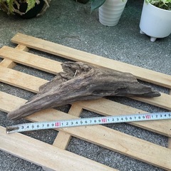 流木 アクアリウム No.3の画像