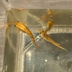 🌸サンシャイン1ペア➕1匹🌸の画像