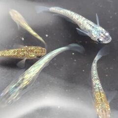メダカの画像