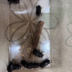 国産オオクワガタ　25/6羽化の画像