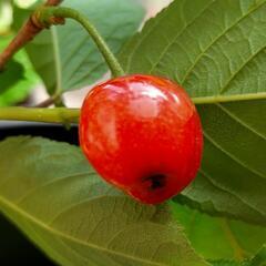 甘だるしいさくらんぼ🍒✨　甘さトップクラスのさくらんぼぅ　果樹苗　美味しい果樹苗の画像