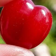甘だるしいさくらんぼ🍒✨　甘さトップクラスのさくらんぼぅ　果樹苗　美味しい果樹苗の画像