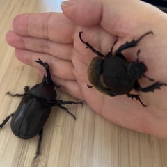 カブトムシペアセット（自宅飼育）の画像