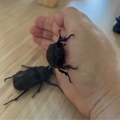 カブトムシペアセット（自宅飼育）の画像