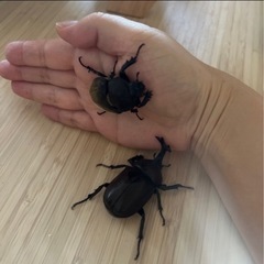 カブトムシペアセット（自宅飼育）の画像