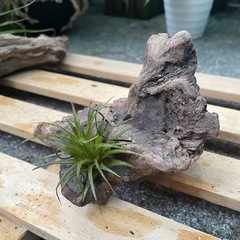 流木　アクアリウム No.5の画像