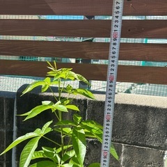 希少　ホワイトサポテ　苗木　台木　実生苗木の画像