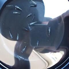 クラウドグレー　メダカの画像