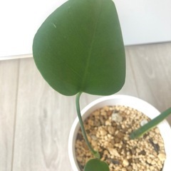 🪴観葉植物　モンステラ　ブサかわいいの画像