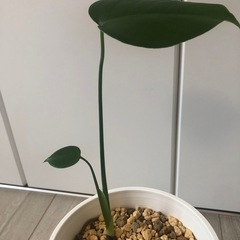 🪴観葉植物　モンステラ　ブサかわいいの画像