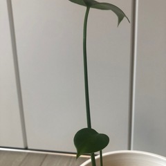 🪴観葉植物　モンステラ　ブサかわいいの画像