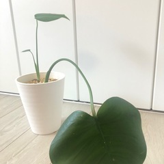 🪴観葉植物　モンステラ　ブサかわいいの画像
