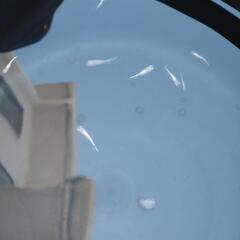 黄鱗光　めだかの画像