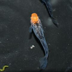メダカ　かぐや　稚魚〜幼魚5匹の画像