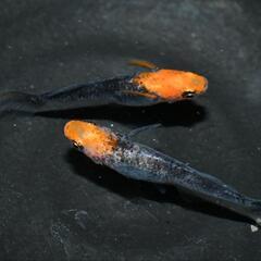 メダカ　かぐや　稚魚〜幼魚5匹の画像