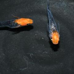 メダカ　かぐや　稚魚〜幼魚5匹の画像