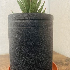 40センチ　リッチな黒陶器入　サンセベリア　フランシシーの画像
