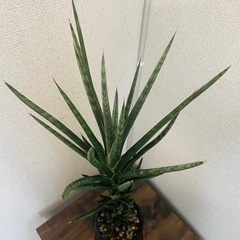 40センチ　リッチな黒陶器入　サンセベリア　フランシシーの画像