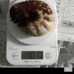 マルスゾウカブト3令幼虫オス単品の画像