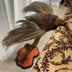 極楽鳥の画像