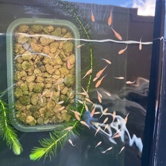 メダカ小野紅帝稚魚10匹の画像