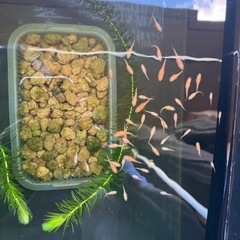 メダカ小野紅帝稚魚10匹の画像