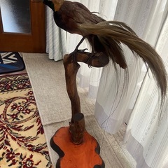 極楽鳥の画像