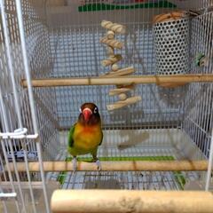 ボタンインコの里親募集
