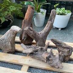 流木 アクアリウム No.6の画像