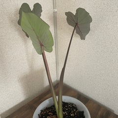 なかなか市販なし　レア 人気プランツ また出品　コロカシア　ブラックランナーの画像
