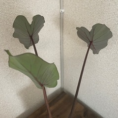 なかなか市販なし　レア 人気プランツ また出品　コロカシア　ブラックランナーの画像