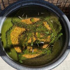 白メダカ＋水草の画像